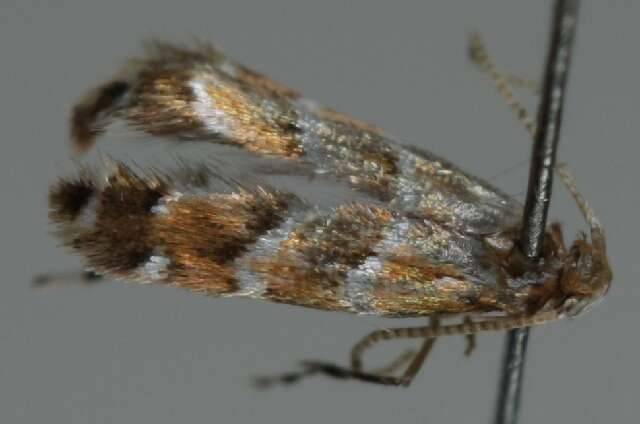 Image of horse-chestnut leaf miner