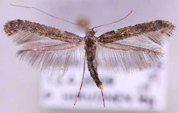 Image of Caloptilia jurateae Bentsson 2010