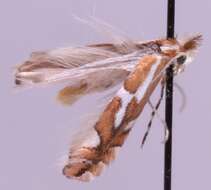 Image of Phyllonorycter blancardella (Fabricius 1781)