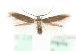 Image of Coleophora fuscocuprella Herrich-Schäffer 1855