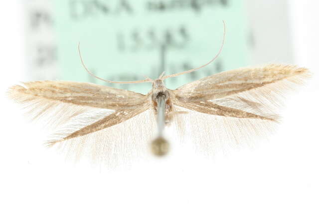 Coleophora artemisicolella Bruand 1855的圖片