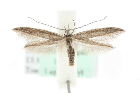 Image of Coleophora directella Zeller 1849