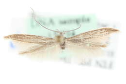 Image of Coleophora dianthi Herrich-Schäffer