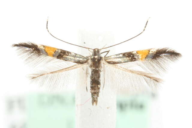 Image of <i>Cosmopterix orichalcea</i>