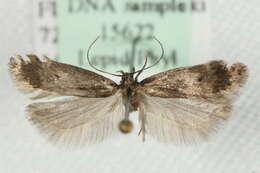 صورة Bryotropha boreella Douglas 1850