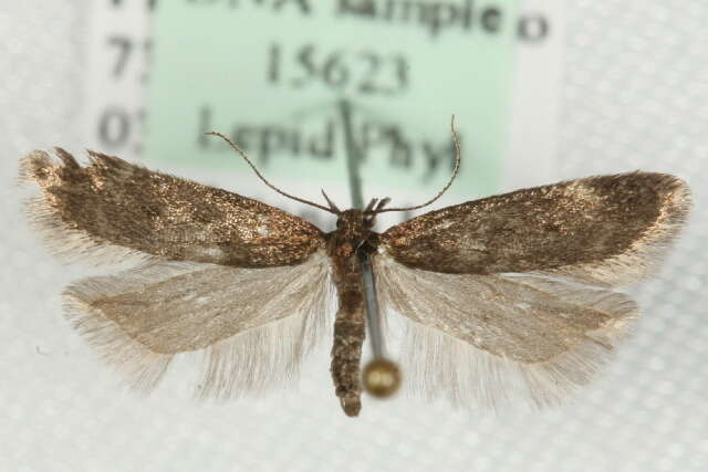 صورة Bryotropha boreella Douglas 1850