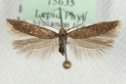 Image of Scrobipalpa pauperella Heinemann 1870