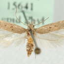 Image of Scrobipalpa obsoletella Fischer von Röslerstamm 1840