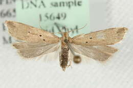 Image of Brachmia inornatella Douglas 1850