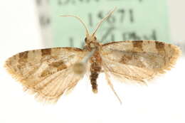 Image de <i>Gynnidomorpha luridana</i>