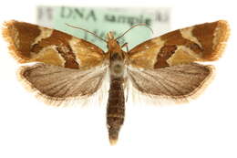 Image of Aethes triangulana Treitschke 1835