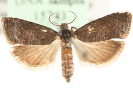 Image of Moth