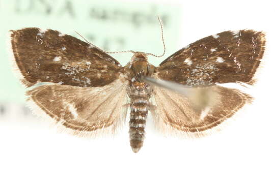 Prochoreutis myllerana Fabricius 1794的圖片