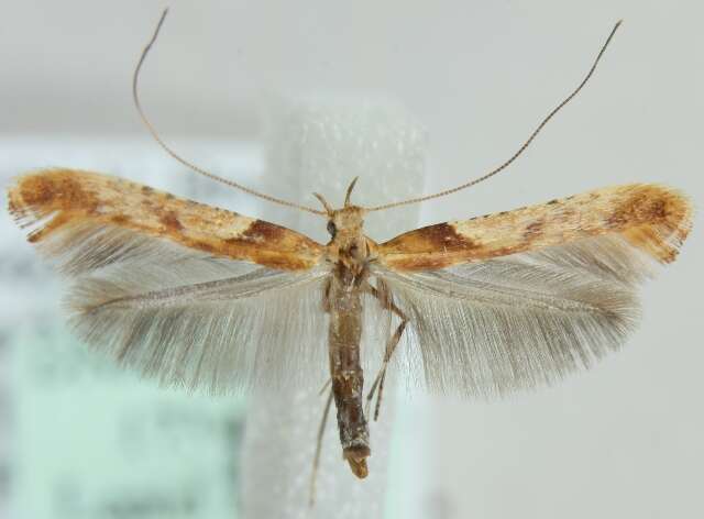 Image of Caloptilia hemidactylella