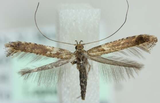 Image of Caloptilia jurateae Bentsson 2010