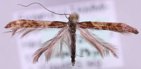 Image of Caloptilia falconipennella (Hübner 1813)