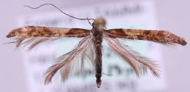 Слика од Caloptilia falconipennella (Hübner 1813)