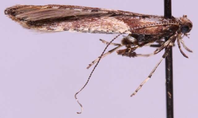 Слика од Caloptilia falconipennella (Hübner 1813)