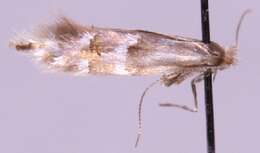 Phyllonorycter rolandi (Svensson 1966)的圖片