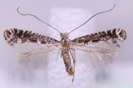 Image of Pointed Slender