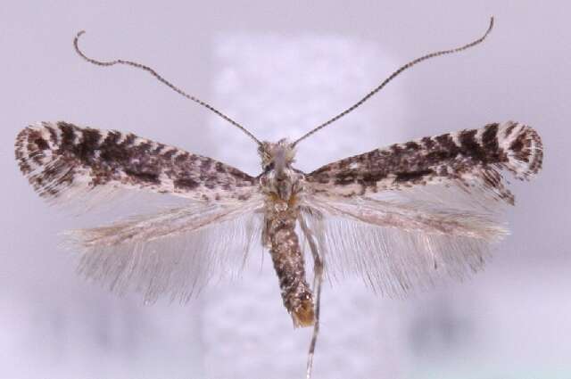 Image of Pointed Slender