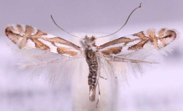 Image of Phyllonorycter blancardella (Fabricius 1781)