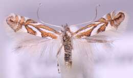 Image of Phyllonorycter blancardella (Fabricius 1781)