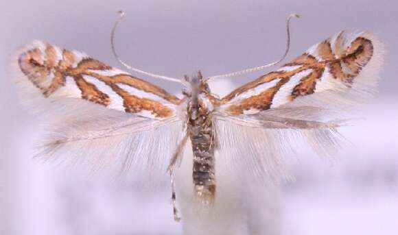 Image of Phyllonorycter blancardella (Fabricius 1781)