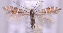 Image de Phyllonorycter anderidae (W. Fletcher 1885)