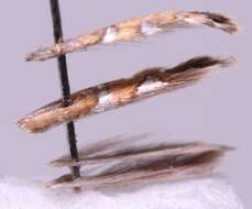 Image of Phyllonorycter nigrescentella (Logan 1851)