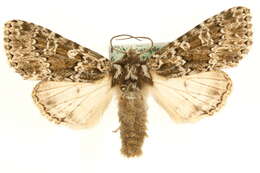 Image of Polymixis polymita Linnaeus 1761