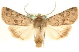 Image of Epipsilia grisescens Fabricius 1794