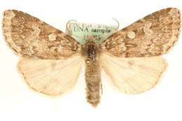 صورة <i>Xestia laetabilis</i>