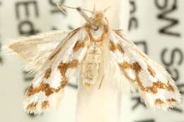 Image of Thudaca cymatistis Meyrick 1892