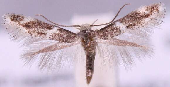 Image of <i>Elachista stabilella</i> Stainton 1858