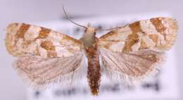 Image de <i>Gynnidomorpha luridana</i>