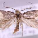 Image of Trichophaga scandinaviella Zagulajev 1960