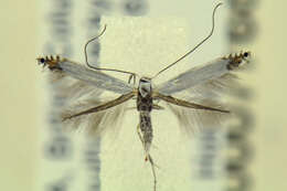 Lyonetia ledi Wocke 1859的圖片