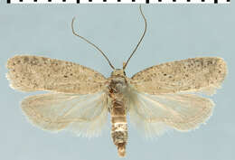 Image of <i>Agonopterix medelichensis</i>