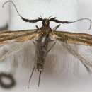 Image of Coleophora cypri