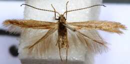 Image of Coleophora aliena Baldizzone 1987