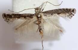 Image of Parornix acuta Triberti 1980