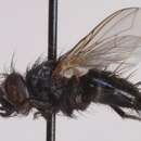 Image de Staurochaeta albocingulata (Fallen 1820)