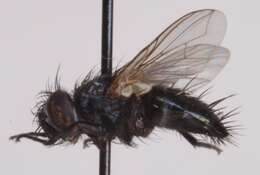 Staurochaeta albocingulata (Fallen 1820)的圖片