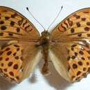 Plancia ëd <i>Argynnis laodice</i>