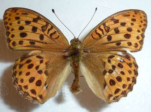 Plancia ëd <i>Argynnis laodice</i>