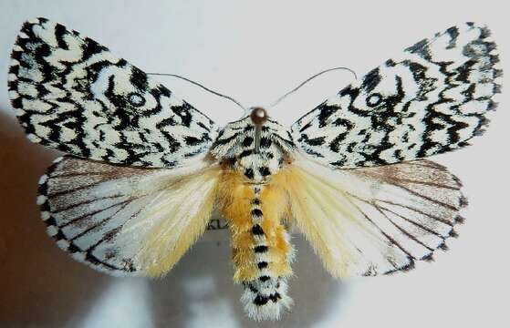 Image de Trichosea ludifica Linnaeus 1758