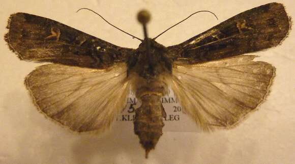 Image of Black Army Cutworm