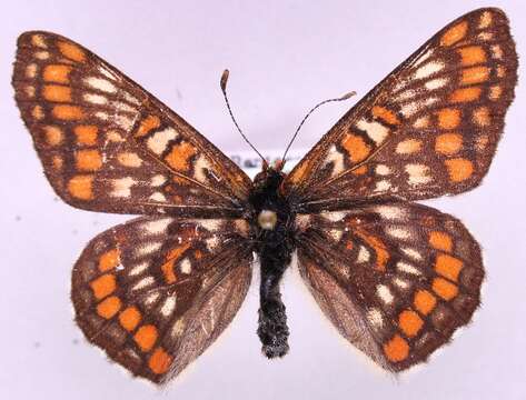 Image of Scarce fritillary