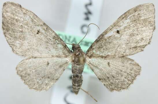 Image de Eupithecia groenblomi Urbahn 1969